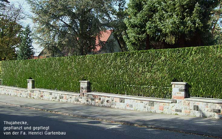 Thujahecke – exakter Schnitt